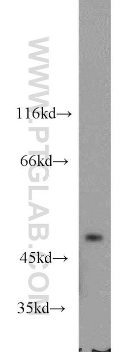 CHN2 Rabbit anti-Human, Mouse, Polyclonal, Proteintech 20 &mu;L; Unconjugated:Anticuerpos