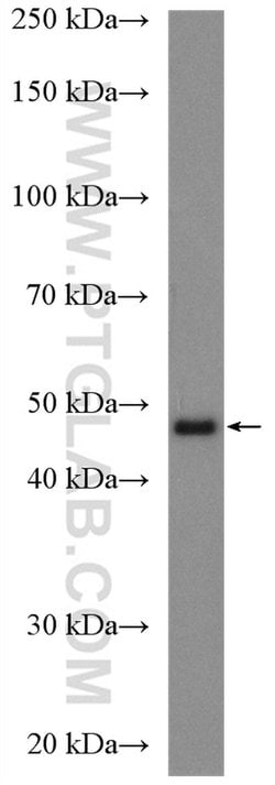CHN2 Rabbit anti-Human, Mouse, Polyclonal, Proteintech 20 &mu;L; Unconjugated:Anticuerpos