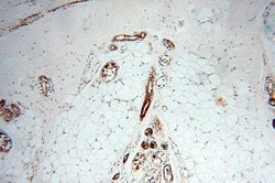 STRAP Rabbit anti-Human, Mouse, Rat, Polyclonal, Proteintech:Anticuerpos:Anticuerpos