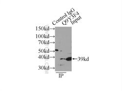 STRAP Rabbit anti-Human, Mouse, Rat, Polyclonal, Proteintech:Anticuerpos:Anticuerpos