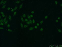 TDP-43 Rabbit anti-Human, Mouse, Rat, Polyclonal, Proteintech:Antibodies:Primary