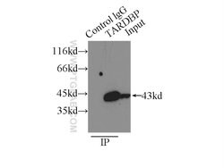 TDP-43 Rabbit anti-Human, Mouse, Rat, Polyclonal, Proteintech:Antibodies:Primary