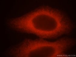 HSP27 Rabbit anti-Human, Mouse, Rat, Polyclonal, Proteintech 150 &mu;L | Buy Online | Proteintech Group Inc | Fisher Scientific