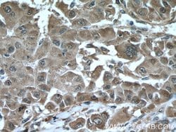 HSP27 Rabbit anti-Human, Mouse, Rat, Polyclonal, Proteintech 150 &mu;L | Buy Online | Proteintech Group Inc | Fisher Scientific