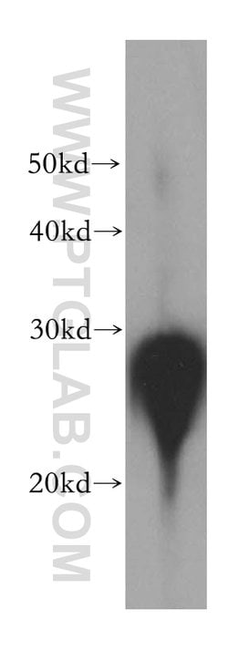 HSP27 Rabbit anti-Human, Mouse, Rat, Polyclonal, Proteintech 150 &mu;L | Buy Online | Proteintech Group Inc | Fisher Scientific