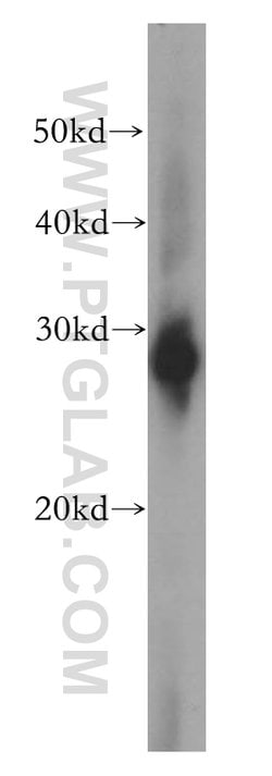 HSP27 Rabbit anti-Human, Mouse, Rat, Polyclonal, Proteintech 150 &mu;L | Buy Online | Proteintech Group Inc | Fisher Scientific