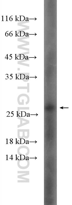HSP27 Rabbit anti-Human, Mouse, Rat, Polyclonal, Proteintech 150 &mu;L | Buy Online | Proteintech Group Inc | Fisher Scientific