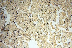 MEF2C Rabbit anti-Human, Mouse, Rat, Polyclonal, Proteintech:Antibodies:Primary