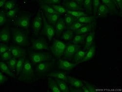 MAD1 Rabbit anti-Human, Mouse, Rat, Polyclonal, Proteintech:Antibodies:Primary