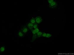 MAD1 Rabbit anti-Human, Mouse, Rat, Polyclonal, Proteintech:Antibodies:Primary