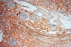 MAD1 Rabbit anti-Human, Mouse, Rat, Polyclonal, Proteintech:Antibodies:Primary