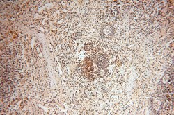 MAD1 Rabbit anti-Human, Mouse, Rat, Polyclonal, Proteintech:Antibodies:Primary