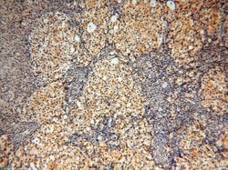 MAD1 Rabbit anti-Human, Mouse, Rat, Polyclonal, Proteintech:Antibodies:Primary