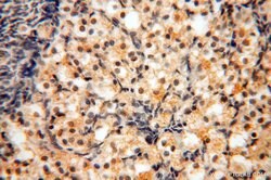 MAD1 Rabbit anti-Human, Mouse, Rat, Polyclonal, Proteintech:Antibodies:Primary