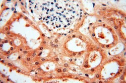 MAD1 Rabbit anti-Human, Mouse, Rat, Polyclonal, Proteintech:Antibodies:Primary