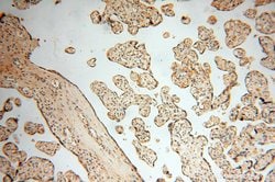 MAD1 Rabbit anti-Human, Mouse, Rat, Polyclonal, Proteintech:Antibodies:Primary