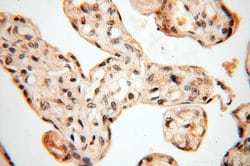 MAD1 Rabbit anti-Human, Mouse, Rat, Polyclonal, Proteintech:Antibodies:Primary