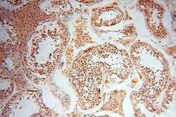 MAD1 Rabbit anti-Human, Mouse, Rat, Polyclonal, Proteintech:Antibodies:Primary