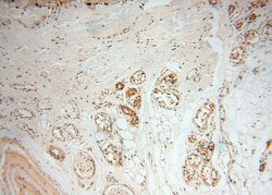 MAD1 Rabbit anti-Human, Mouse, Rat, Polyclonal, Proteintech:Antibodies:Primary