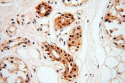 MAD1 Rabbit anti-Human, Mouse, Rat, Polyclonal, Proteintech:Antibodies:Primary