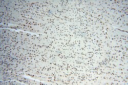 MAD1 Rabbit anti-Human, Mouse, Rat, Polyclonal, Proteintech:Antibodies:Primary