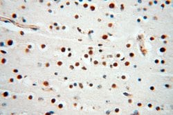 MAD1 Rabbit anti-Human, Mouse, Rat, Polyclonal, Proteintech:Antibodies:Primary