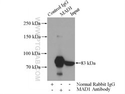 MAD1 Rabbit anti-Human, Mouse, Rat, Polyclonal, Proteintech:Antibodies:Primary