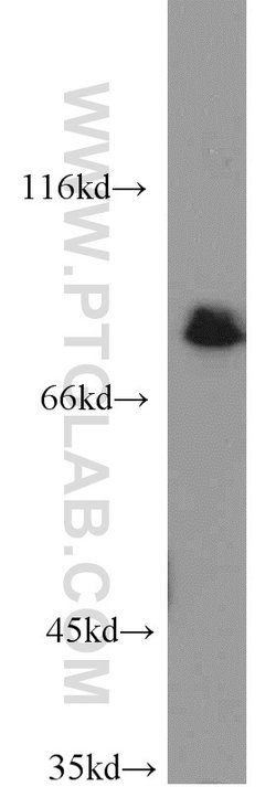 MAD1 Rabbit anti-Human, Mouse, Rat, Polyclonal, Proteintech:Antibodies:Primary