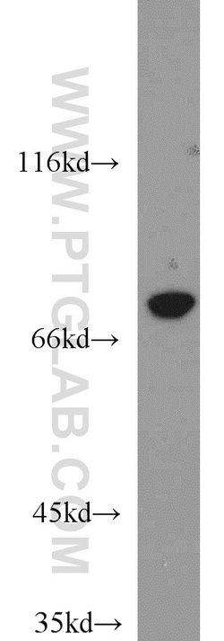 MAD1 Rabbit anti-Human, Mouse, Rat, Polyclonal, Proteintech:Antibodies:Primary