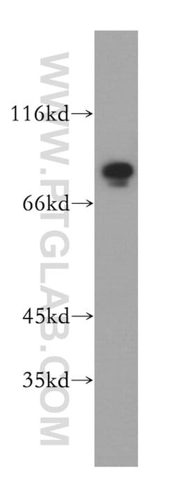 MAD1 Rabbit anti-Human, Mouse, Rat, Polyclonal, Proteintech:Antibodies:Primary
