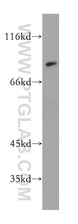 MAD1 Rabbit anti-Human, Mouse, Rat, Polyclonal, Proteintech:Antibodies:Primary