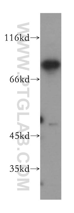 MAD1 Rabbit anti-Human, Mouse, Rat, Polyclonal, Proteintech:Antibodies:Primary