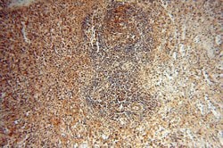 SSH3 Rabbit anti-Human, Mouse, Rat, Polyclonal, Proteintech:Antibodies:Primary