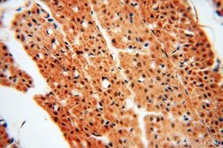 SSH3 Rabbit anti-Human, Mouse, Rat, Polyclonal, Proteintech:Antibodies:Primary