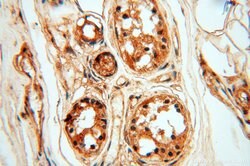 SSH3 Rabbit anti-Human, Mouse, Rat, Polyclonal, Proteintech:Antibodies:Primary