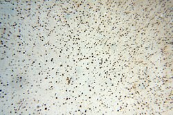 SSH3 Rabbit anti-Human, Mouse, Rat, Polyclonal, Proteintech:Antibodies:Primary