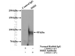 SSH3 Rabbit anti-Human, Mouse, Rat, Polyclonal, Proteintech:Antibodies:Primary