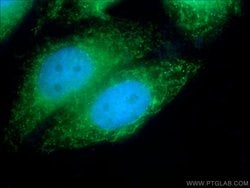 Proteintech PIGS Rabbit anti-Human, Mouse, Polyclonal, Proteintech