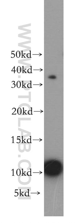HIST1H4F Rabbit anti-Human, Mouse, Rat, Polyclonal, Proteintech:Anticuerpos:Anticuerpos