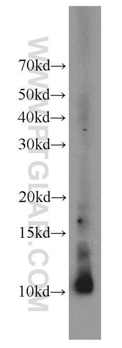 HIST1H4F Rabbit anti-Human, Mouse, Rat, Polyclonal, Proteintech