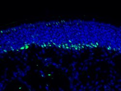 DTX1 Rabbit anti-Human, Mouse, Rat, Polyclonal, Proteintech 20 &mu;L; Unconjugated:Antibodies,
