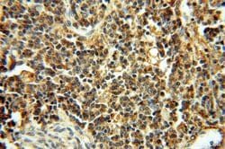 TEX14 Rabbit anti-Human, Mouse, Polyclonal, Proteintech 150 &mu;L | Buy Online | Proteintech Group Inc | Fisher Scientific