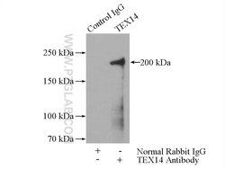 TEX14 Rabbit anti-Human, Mouse, Polyclonal, Proteintech 150 &mu;L | Buy Online | Proteintech Group Inc | Fisher Scientific