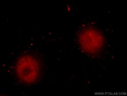 HNRNPL Rabbit anti-Human, Mouse, Rat, Polyclonal, Proteintech 150 &mu;L;