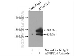 ANGPTL4 Rabbit anti-Human, Mouse, Polyclonal, Proteintech:Antibodies:Primary