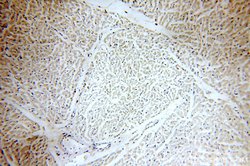 SLN Rabbit anti-Human, Mouse, Rat, Polyclonal, Proteintech 150 &mu;L; Unconjugated:Antibodies,