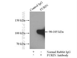 FURIN Rabbit anti-Human, Mouse, Rat, Polyclonal, Proteintech:Antibodies:Primary
