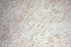 Calsequestrin 2 Rabbit anti-Human, Mouse, Rat, Polyclonal, Proteintech 150 &mu;L | Buy Online | Proteintech Group Inc | Fisher Scientific