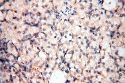 Calsequestrin 2 Rabbit anti-Human, Mouse, Rat, Polyclonal, Proteintech 150 &mu;L | Buy Online | Proteintech Group Inc | Fisher Scientific