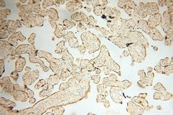 Calsequestrin 2 Rabbit anti-Human, Mouse, Rat, Polyclonal, Proteintech 150 &mu;L | Buy Online | Proteintech Group Inc | Fisher Scientific
